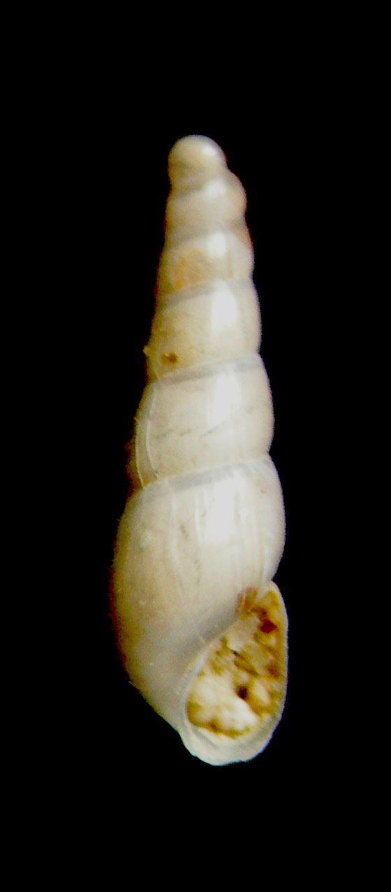 Eulimella cerulli